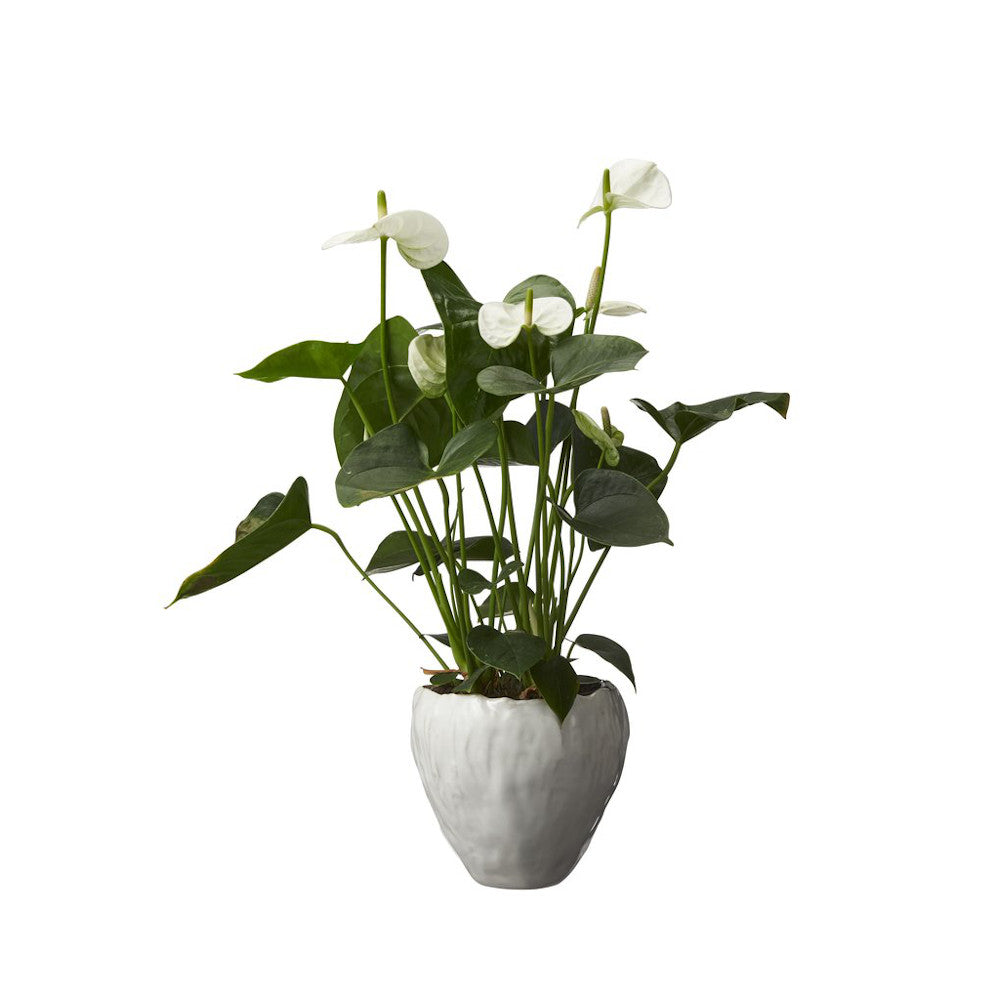 Parisa Plant Pot